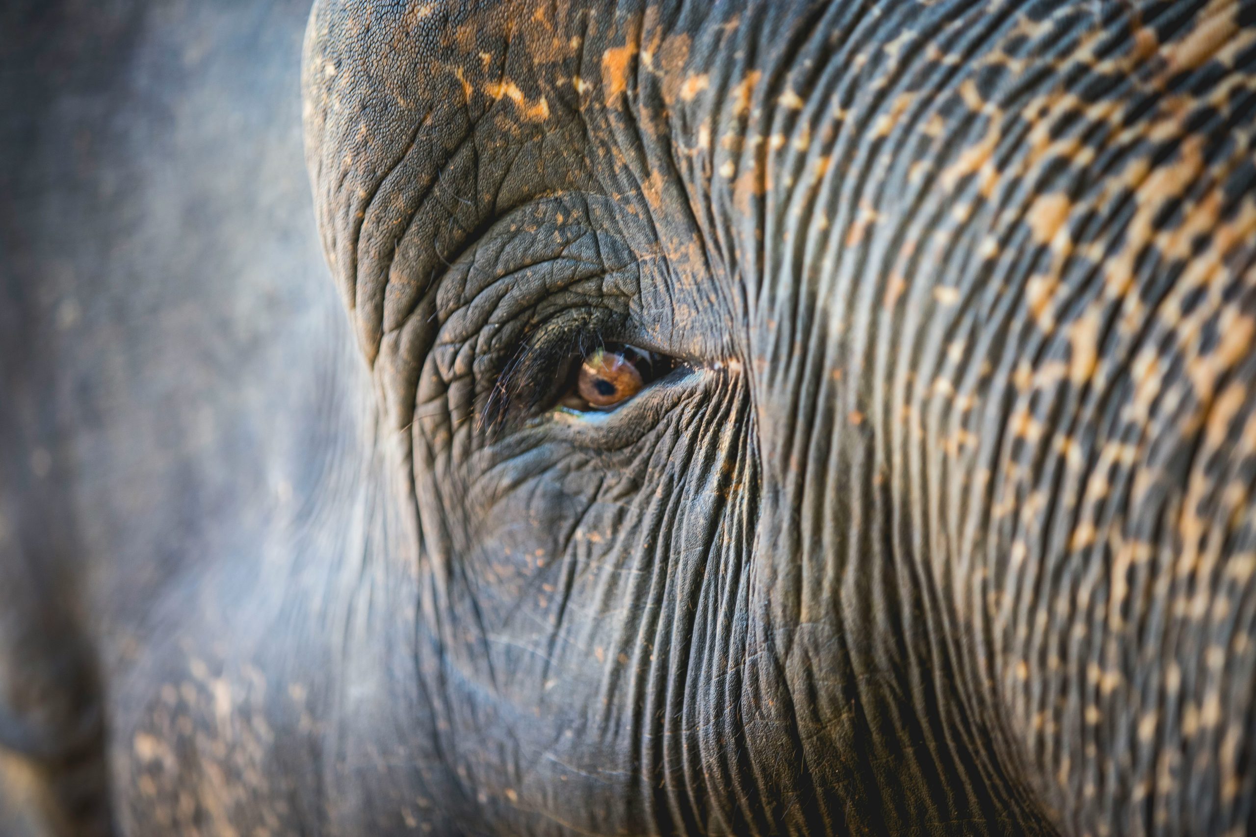 Sri Lanka tra Capitali, natura e mare - febbraio - immagine 4
