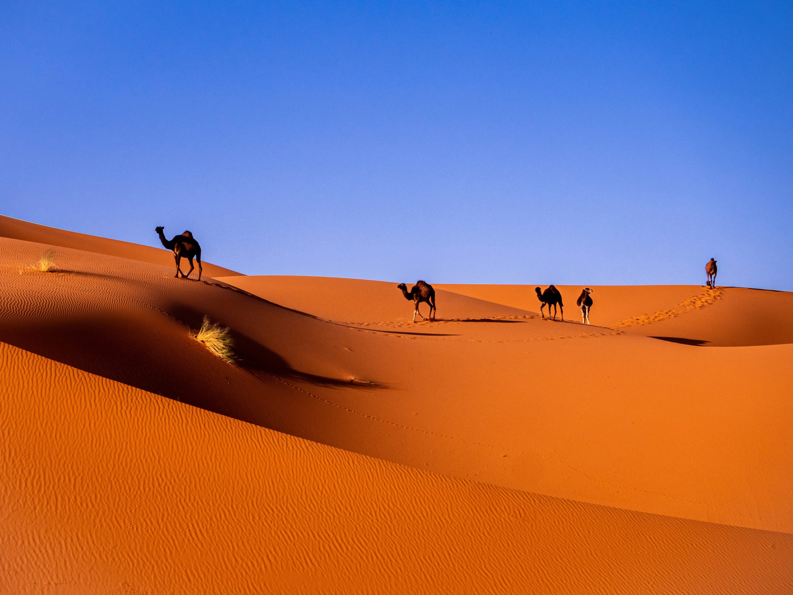 Respiri di Marocco - Yoga tour aprile 2026 - immagine 2